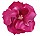 Rose Flower Image