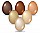 Colored Easter Eggs Clip Art
