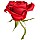 Red Rose Flower Art